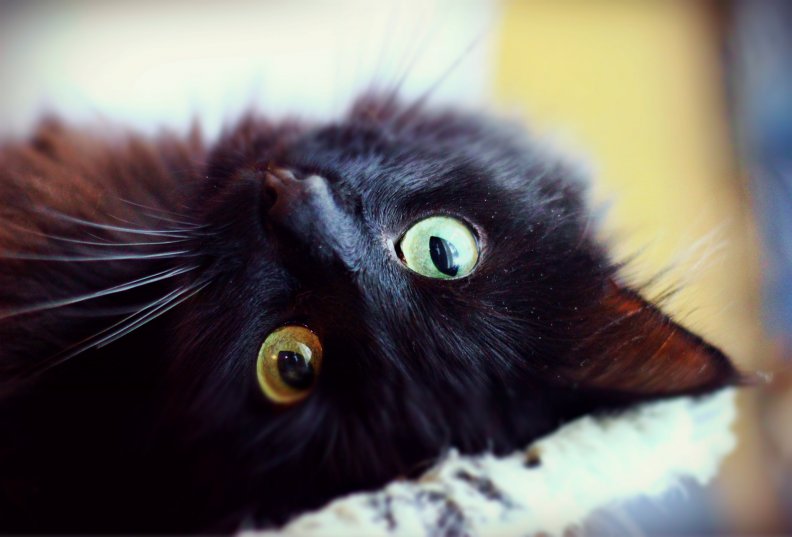 upside_down_kitty.jpg