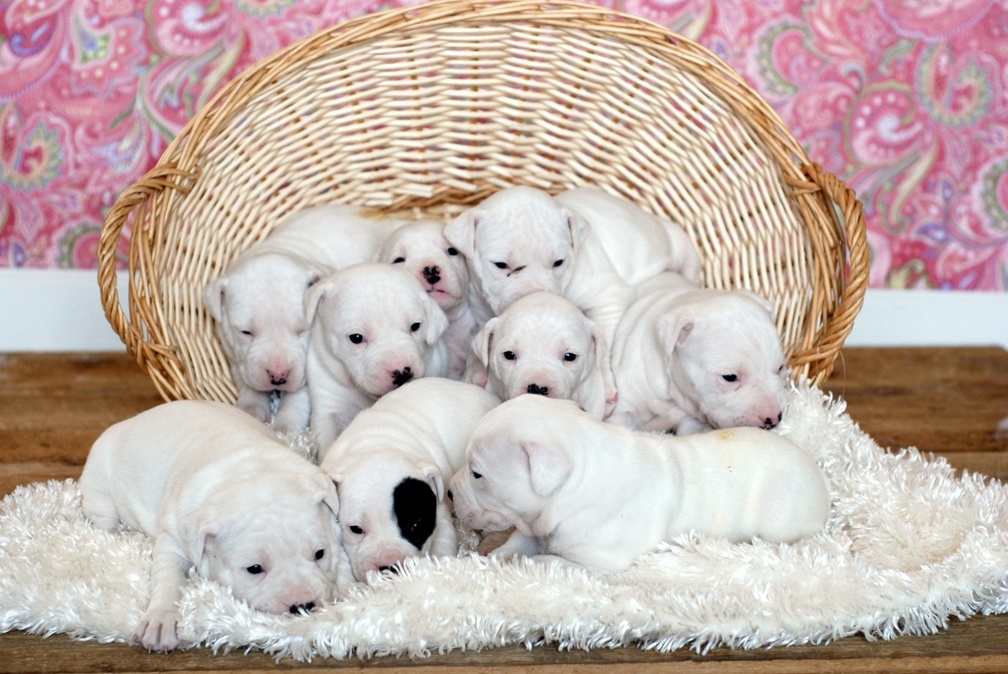 Basket full of puppies