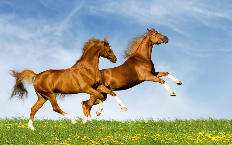 horses_jumping.jpg