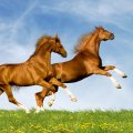 Horses jumping
