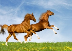 Horses jumping