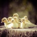 Cute Little Ducklings