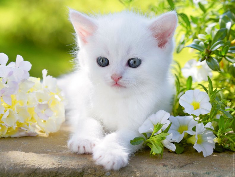 white_kitty_in_spring_garden.jpg