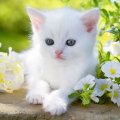 White kitty in spring garden