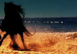 Silhouette of a black stallion on the beach