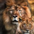 Awesome Lions