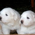 Great pyrenee puppies