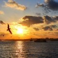 seagulls in istanbul bay at sunset