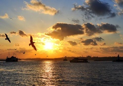 seagulls in istanbul bay at sunset