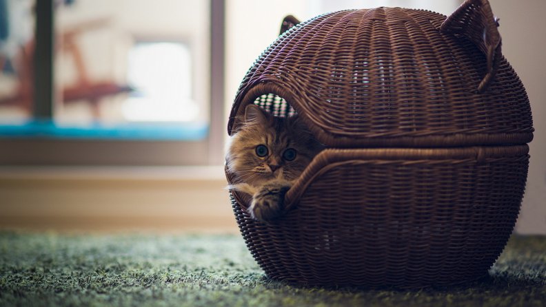 kitten_in_a_basket.jpg
