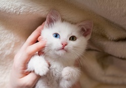 Cute Kitten ♥