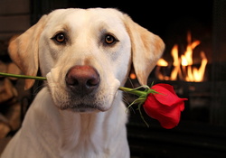 Dog and rose