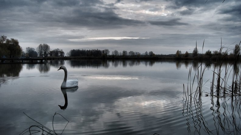lovely_swan_on_a_pond.jpg