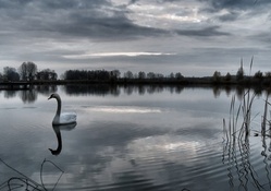 lovely swan on a pond