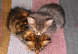 Heart of Kittens