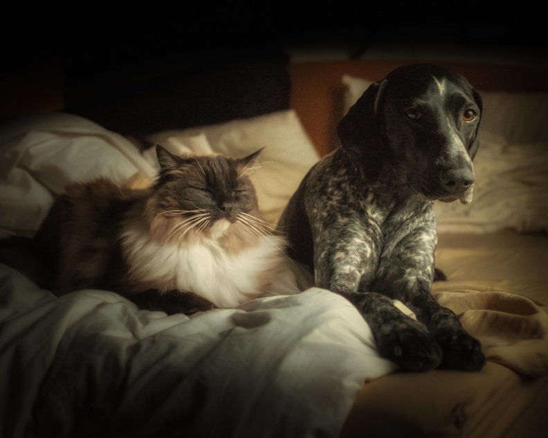 cat_and_dog.jpg