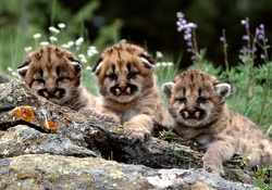 mountain lion cubs