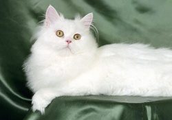 PRETTY WHITE CAT
