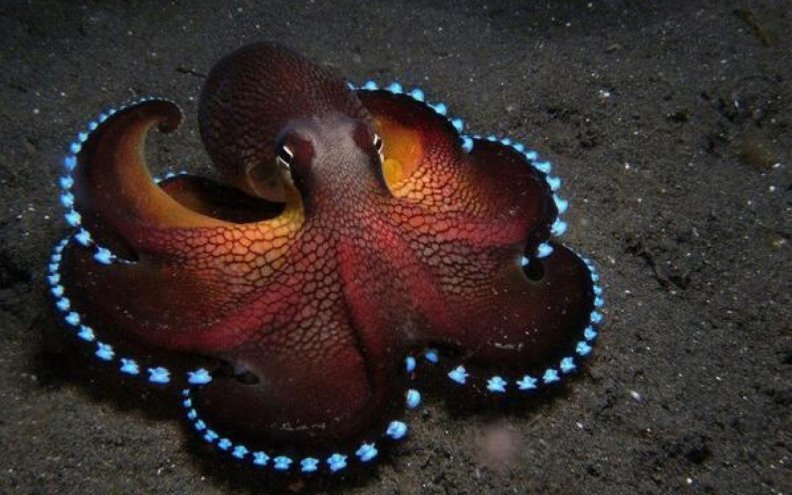 glowing_blue_coconut_octopus.jpg