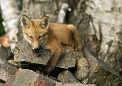 *** Red fox ***