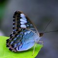 Blue Beauty for Monarch (Cherie)