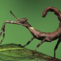 The praying mantis as The Scorpio