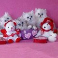 Valentine's Day Kittens