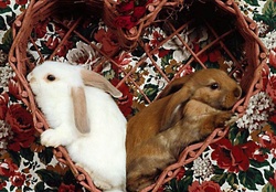 lop eared rabbits