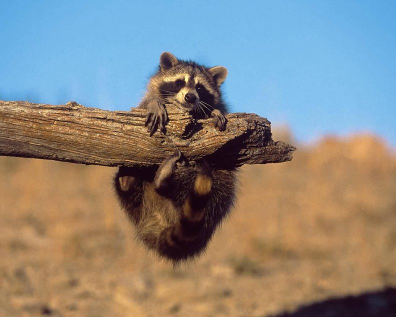 raccoon_baby.jpg
