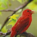  Summer tanager