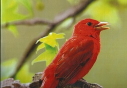  Summer tanager
