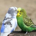 A Pair Of Budgies