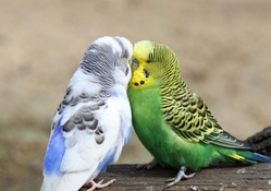 A Pair Of Budgies