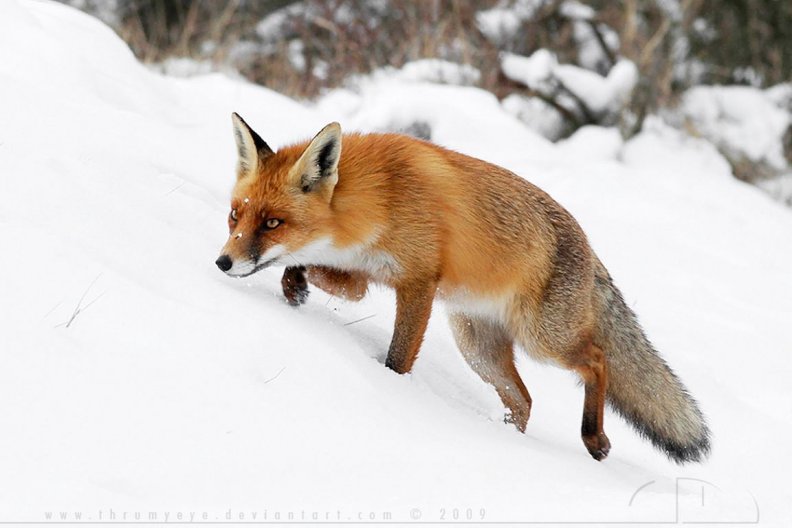 fox_on_the_hunt.jpg