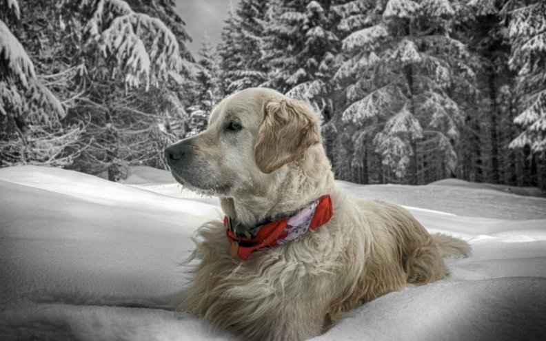 dog_in_the_snow.jpg