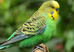 Beautiful Green And Yellow Budgie