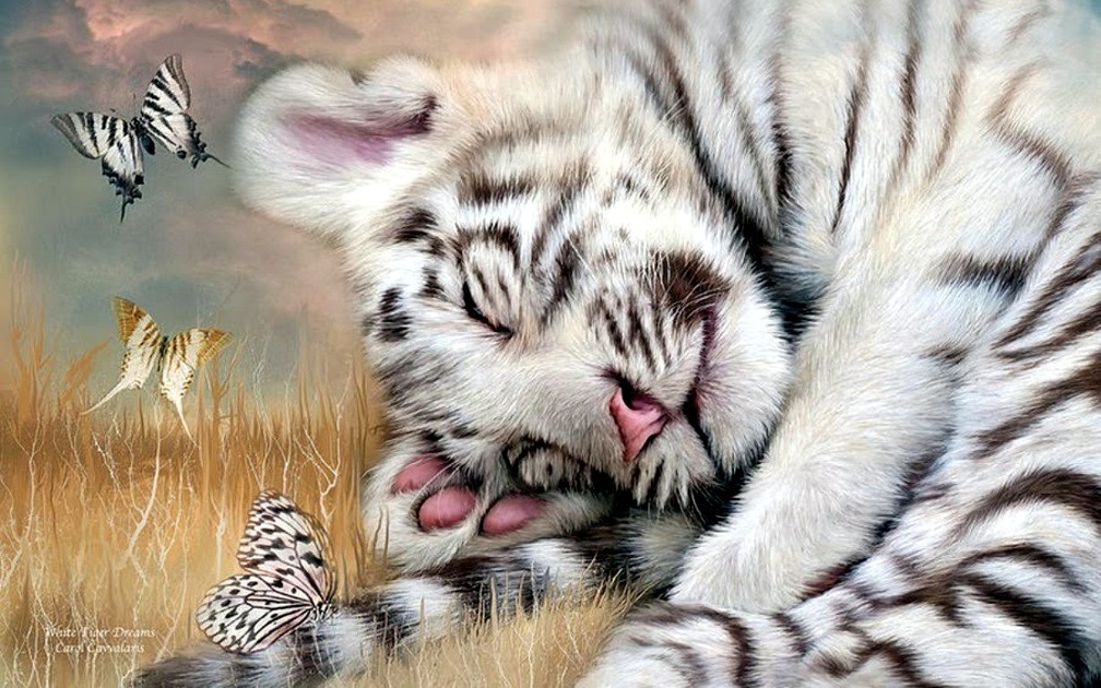 Sleep well, little Tiger