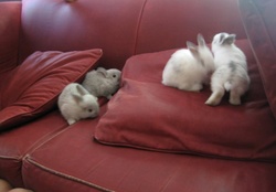 baby bunnies