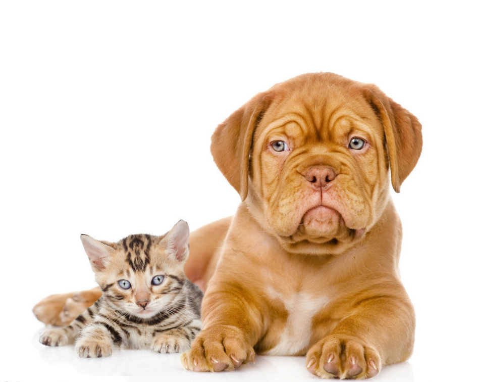 Cute dog and cat