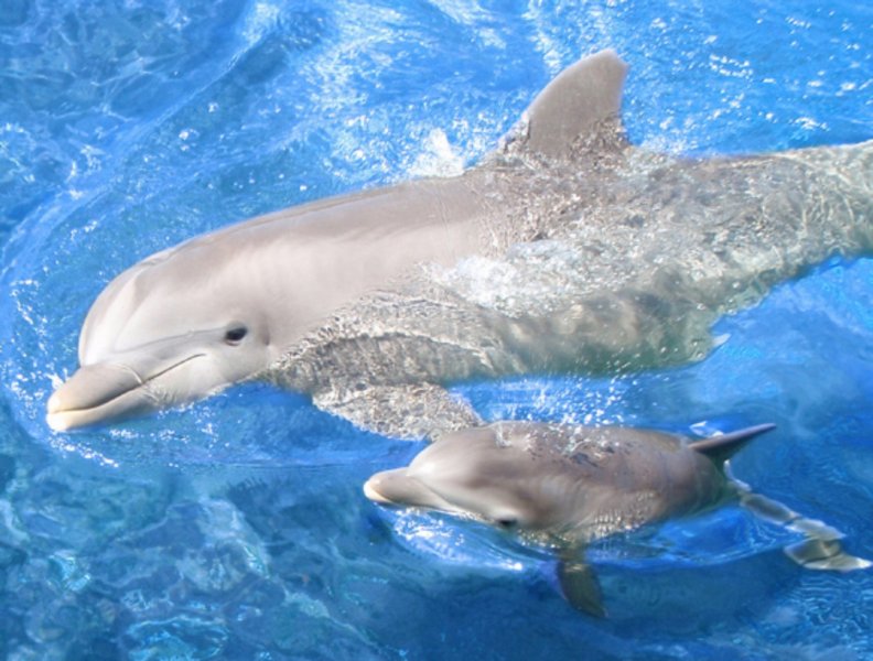 baby_dolphin.jpg