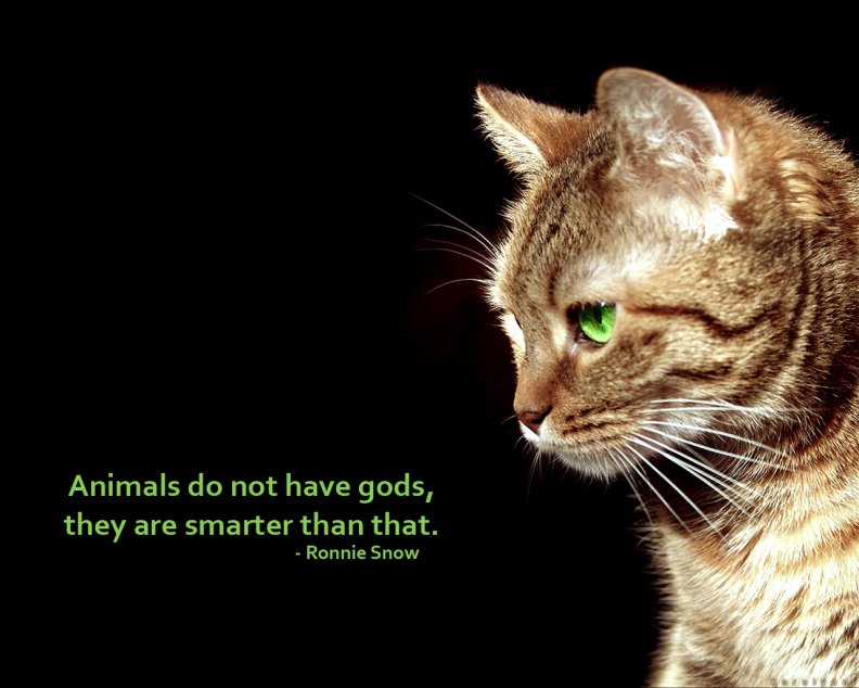 cat wisdom