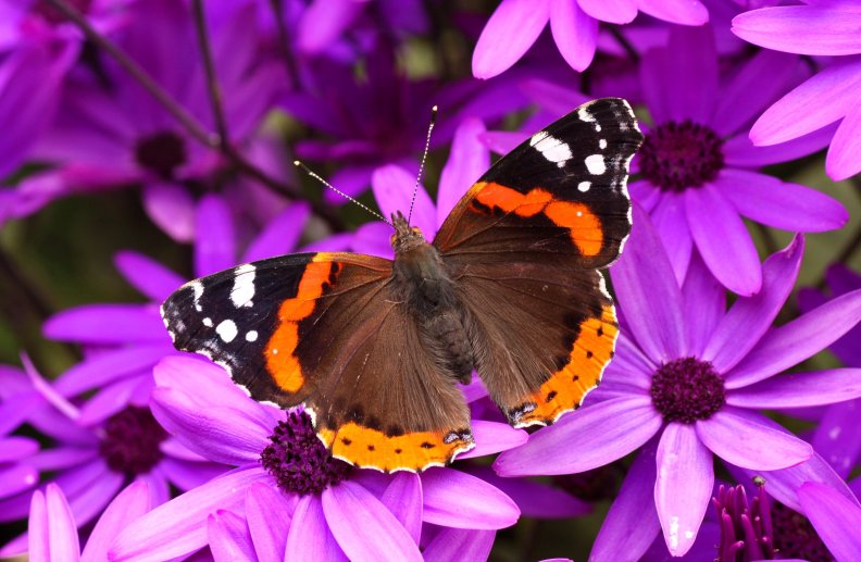 butterfly_on_flower.jpg