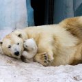 Mother and her New Polar Bear Cub