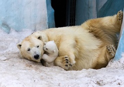 Mother and her New Polar Bear Cub