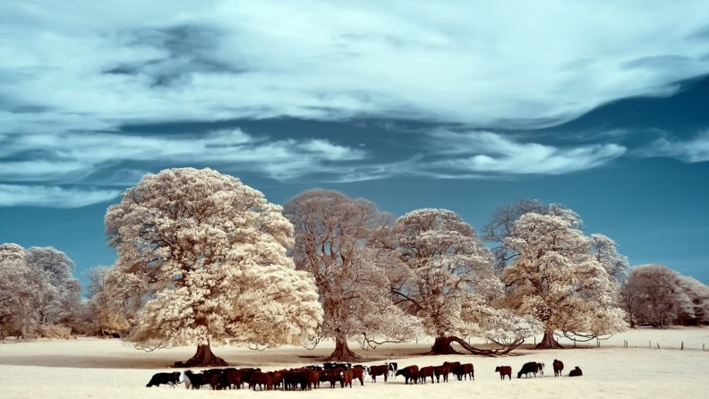 cows_grazing_on_a_winter_pasture.jpg
