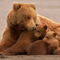 Bear & kids