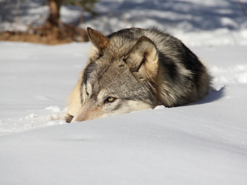 snow_wolf.jpg