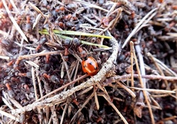 Ladybird in ant_hill.