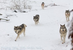 Wolves Running In Snow_