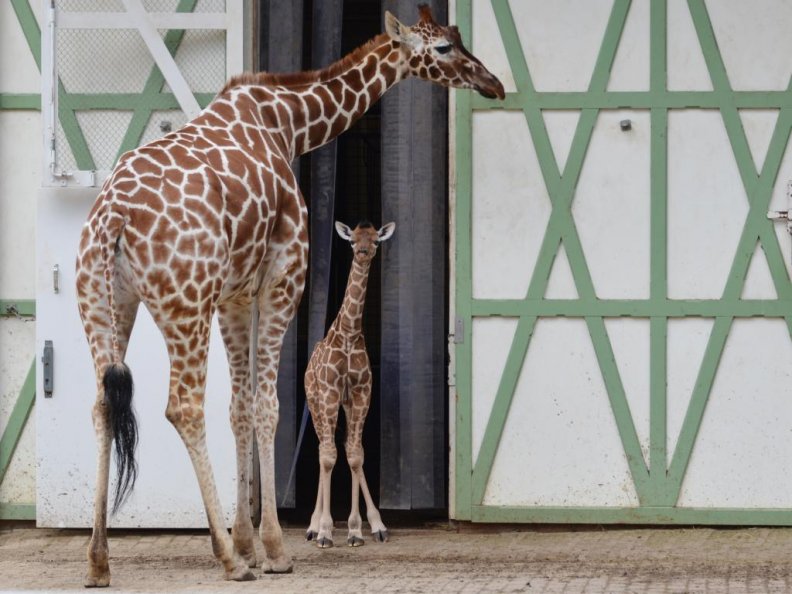 giraffe_nzuri_at_artis_zoo_netherlands.jpg